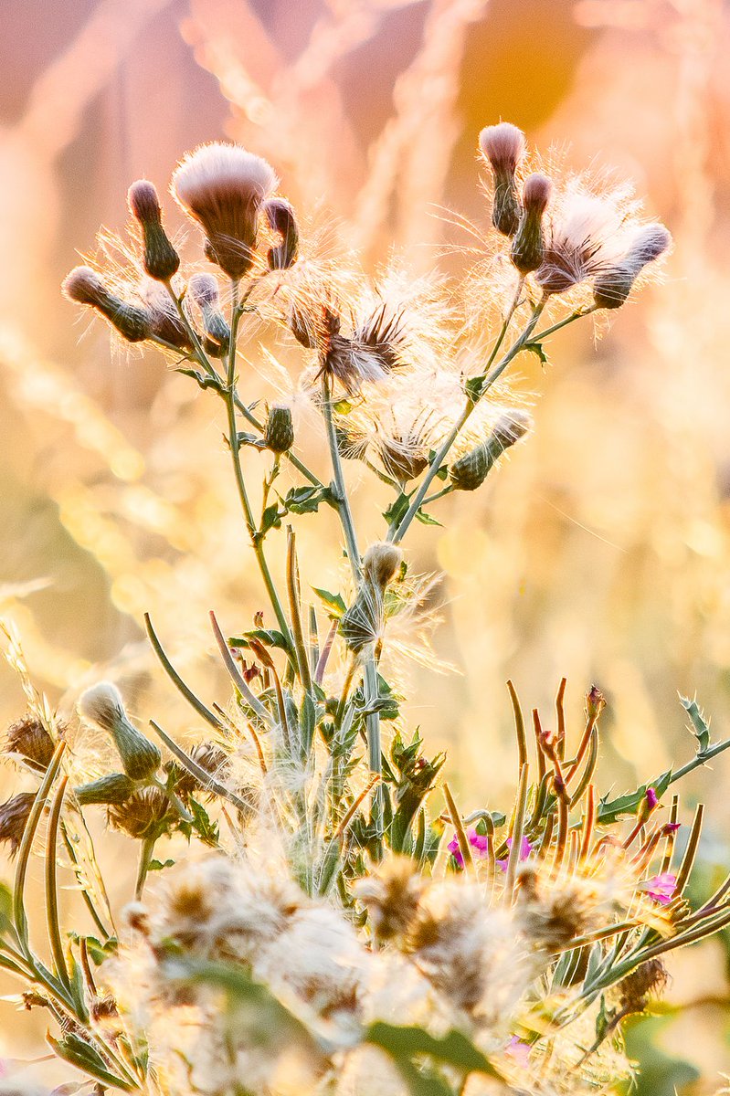 VenetiaJane's Garden tweet media