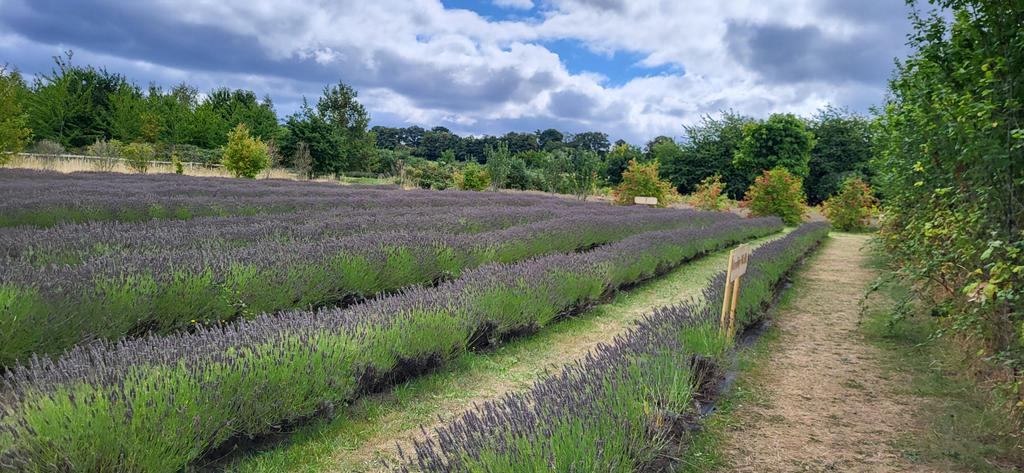 I am listening to my own advice and #Take5 for my own #wellbeing and visiting 'The Secret Lavender Garden.' 
It's been a tough few weeks with Angelo and I finally managed to get a cancellation hospital appointment for tomorrow to see a consultant. Hopefully we can get to the root
