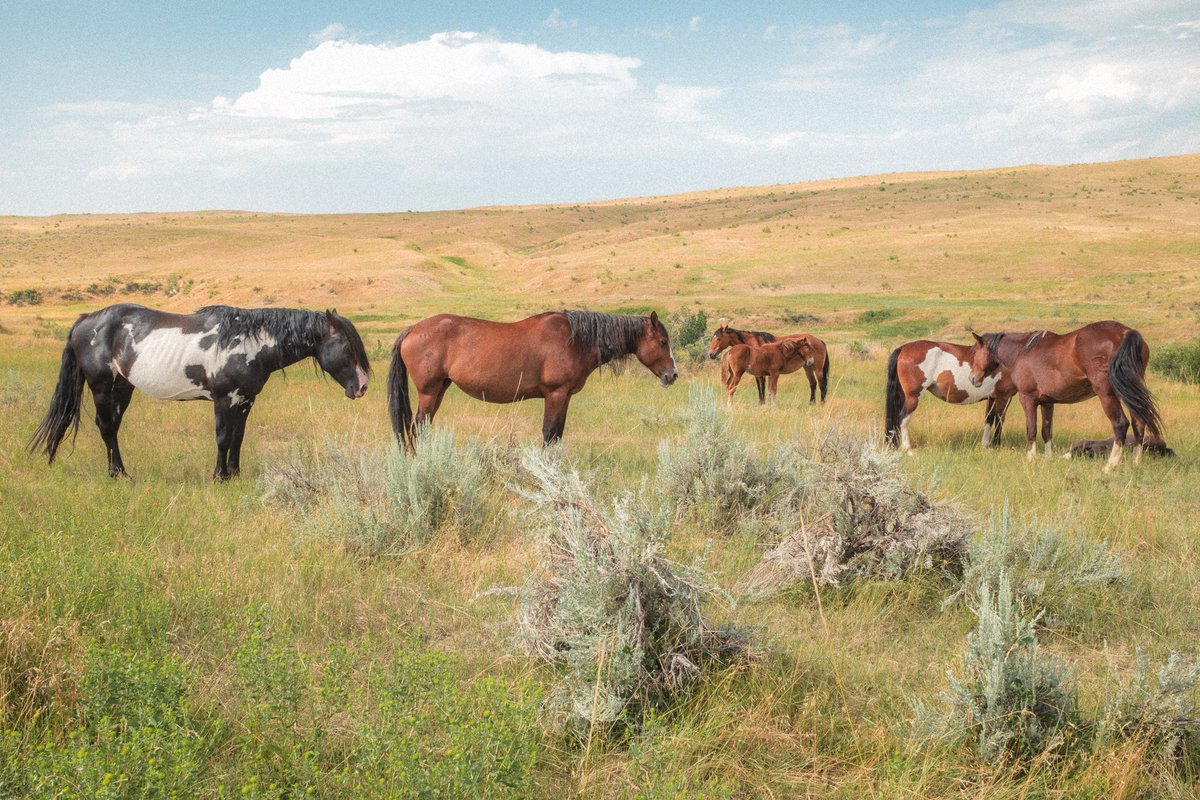 jeffmihaly's tweet photo. The American West in Summer Light https://t.co/4cI88RRbSm