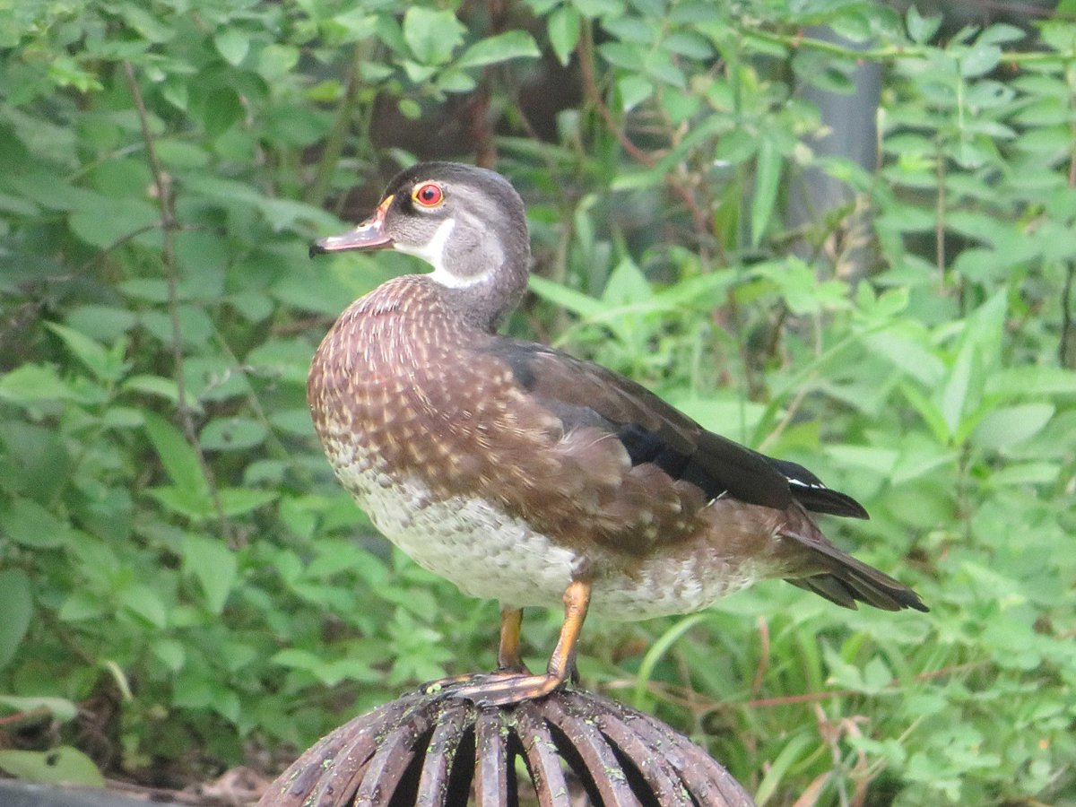 SchuylkillCtr's tweet photo. These Wood Ducks were spotted at Firepond outside of the Visitor Center. After the breeding season, male Wood Ducks molt into their eclipse plumage, losing their fancy feathers which helps them better camouflage from predators.

Photos: Susan Slawinski https://t.co/laNLa0fEwQ
