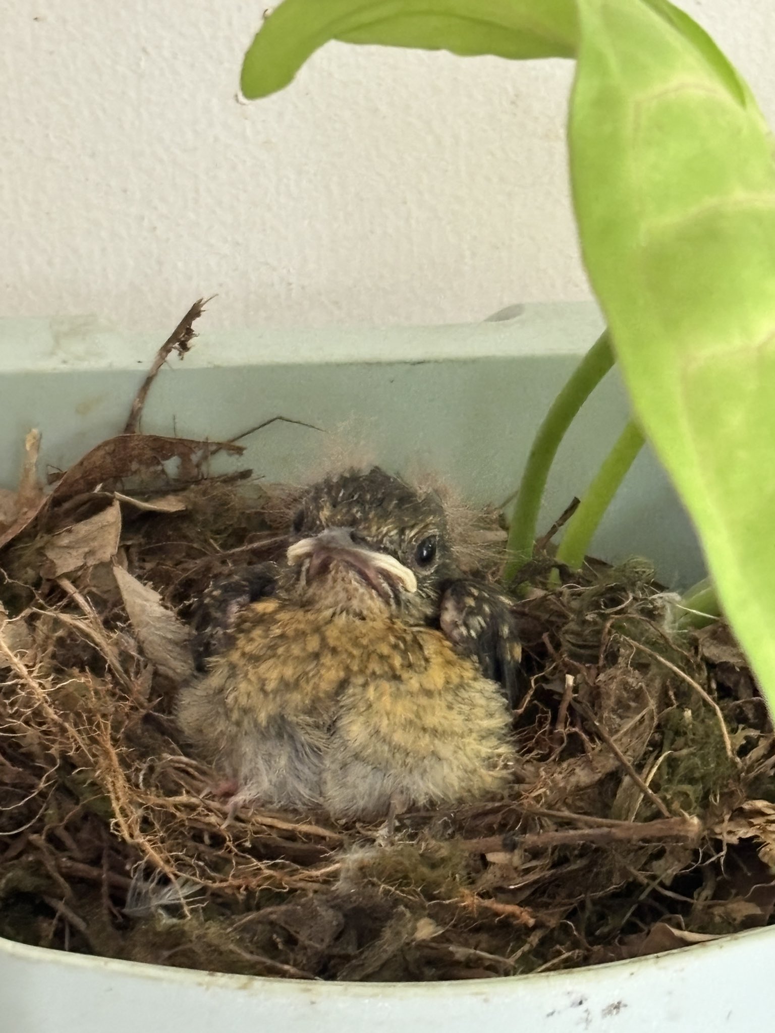How Did a Bird Get in My House: Surprising Reasons & Quick Fixes