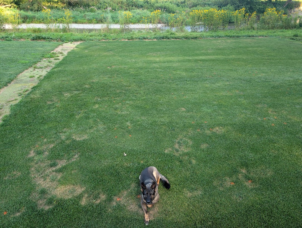 As predicted, this has been a banner year for root infecting pathogens. Summer patch on peak display this week!