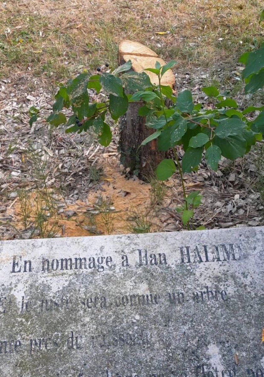 Jeunes avec Macron 93 (@jeunesmacron93) on Twitter photo 🇫🇷 L’olivier en hommage à Ilan Halimi, symbole de mémoire et d’unité, a été vandalisé à Épinay.
S’attaquer à un symbole de paix, c’est défier toute la République.
Face à l’antisémitisme : zéro tolérance.
Merci à <a href="/HerveChevreau/">Hervé Chevreau</a> pour sa réactivité.
La République ne pliera pas ✊ 🇫🇷 L’olivier en hommage à Ilan Halimi, symbole de mémoire et d’unité, a été vandalisé à Épinay.
S’attaquer à un symbole de paix, c’est défier toute la République.
Face à l’antisémitisme : zéro tolérance.
Merci à <a href="/HerveChevreau/">Hervé Chevreau</a> pour sa réactivité.
La République ne pliera pas ✊