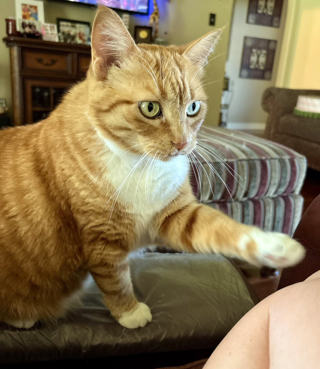 Excuse me, may I demand your attention