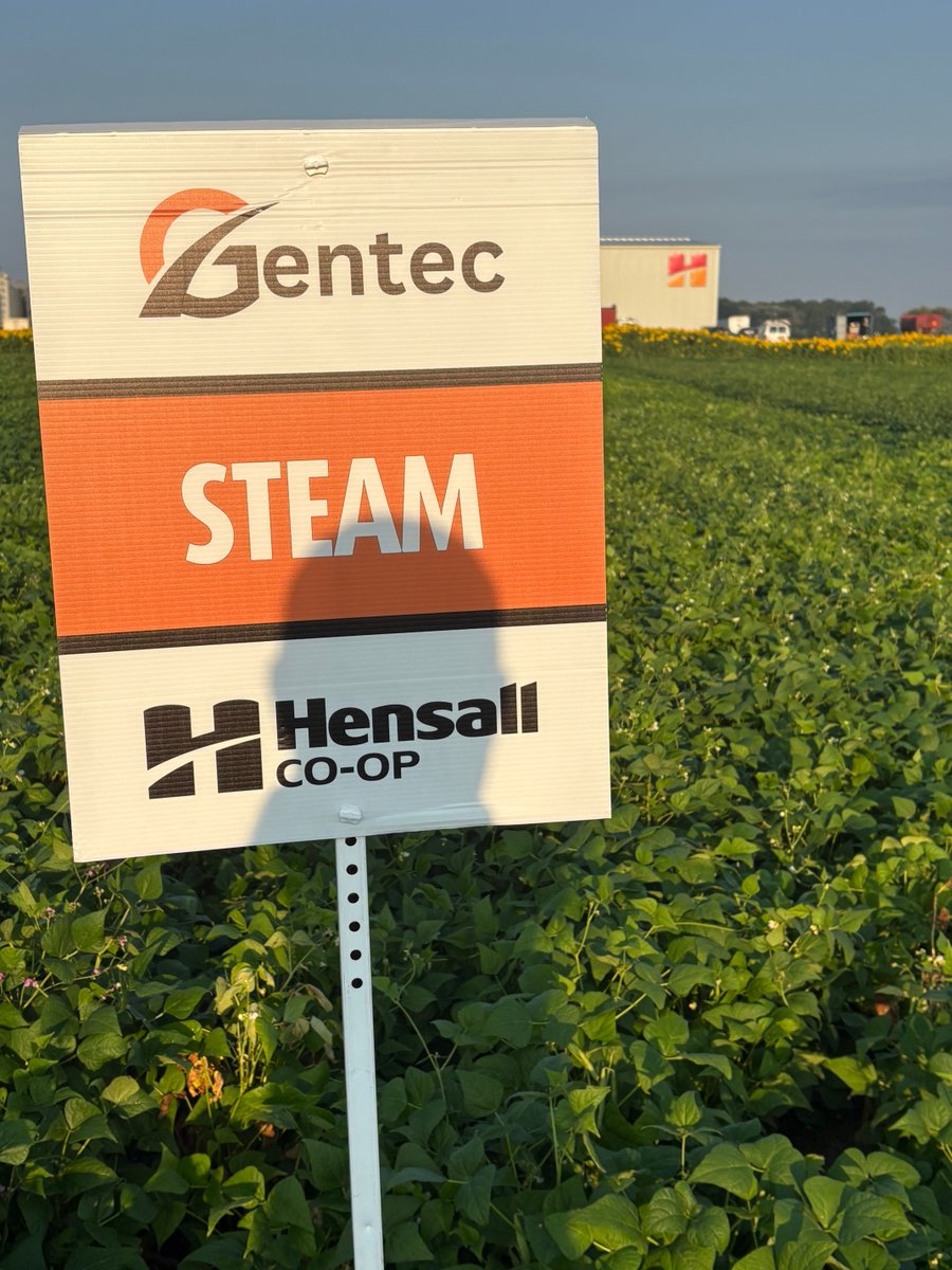 HDCAgronomy's tweet photo. Steam white beans are at flowering and heading into pod fill! Strong plant health and steady growth are setting the stage for a great harvest.
#Gentec #Steam #WhiteBeans #BeanUpdate #IfYouDontKnowUsYouDontKnowBEANS https://t.co/3OTcueGDtg