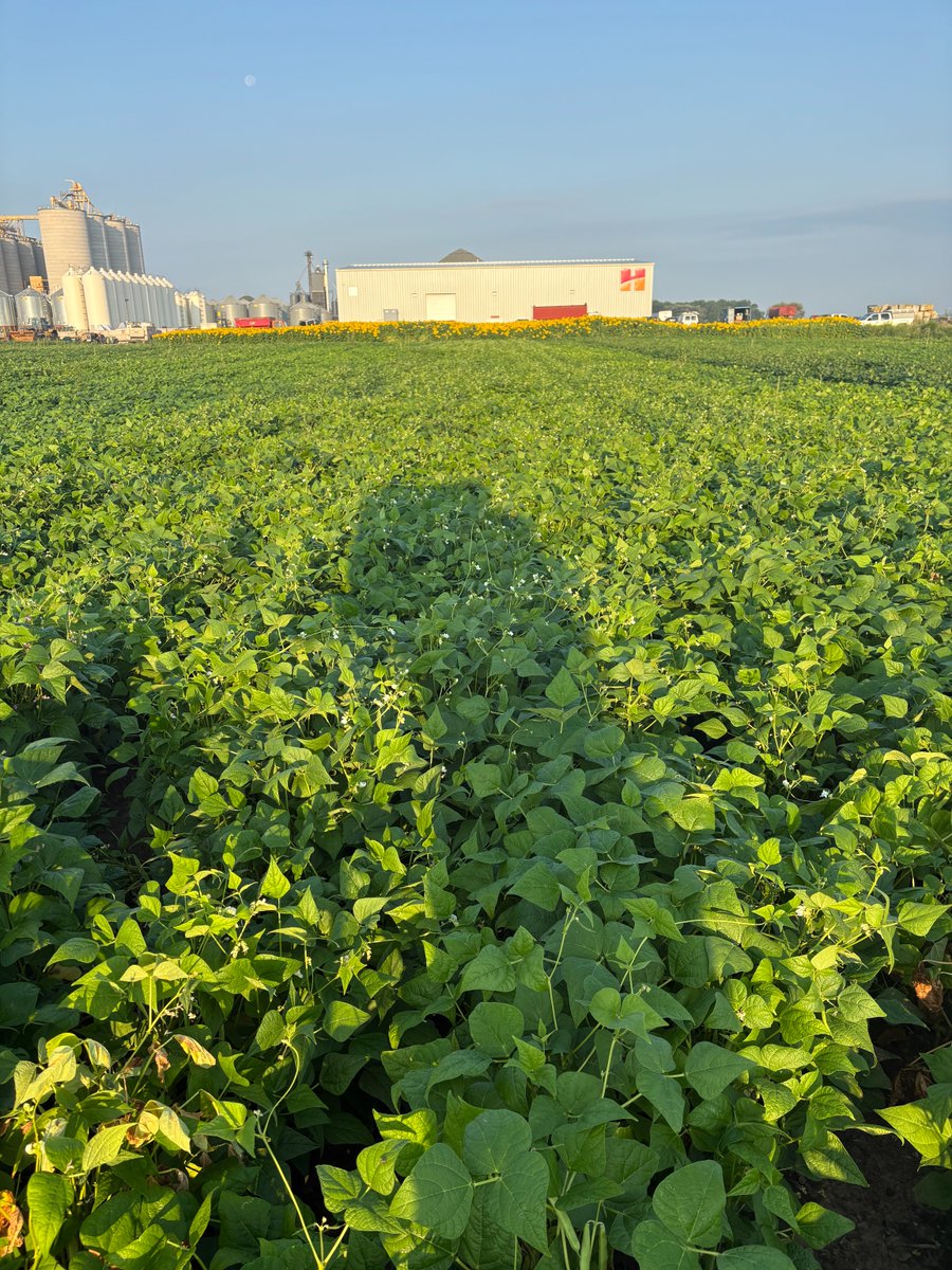 HDCAgronomy's tweet photo. Steam white beans are at flowering and heading into pod fill! Strong plant health and steady growth are setting the stage for a great harvest.
#Gentec #Steam #WhiteBeans #BeanUpdate #IfYouDontKnowUsYouDontKnowBEANS https://t.co/3OTcueGDtg
