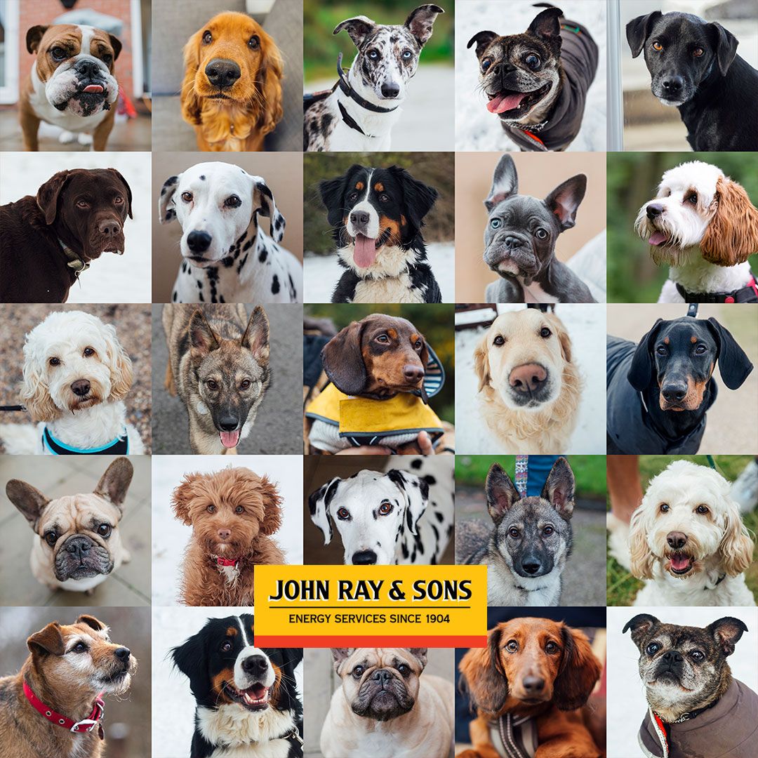 August is National Dog Month, so make sure that yours isn't barking mad if your AC breaks down and rely on us for your HVAC system service and repair needs. #NationalDogMonth #HVACMaintenance buff.ly/ZdoKsl4