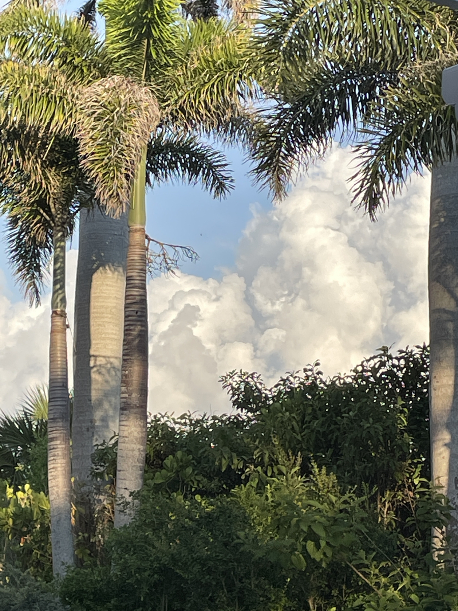 MonicaDixArtist's tweet photo. Obsessed #cloudscape https://t.co/h3J1X1u6IJ