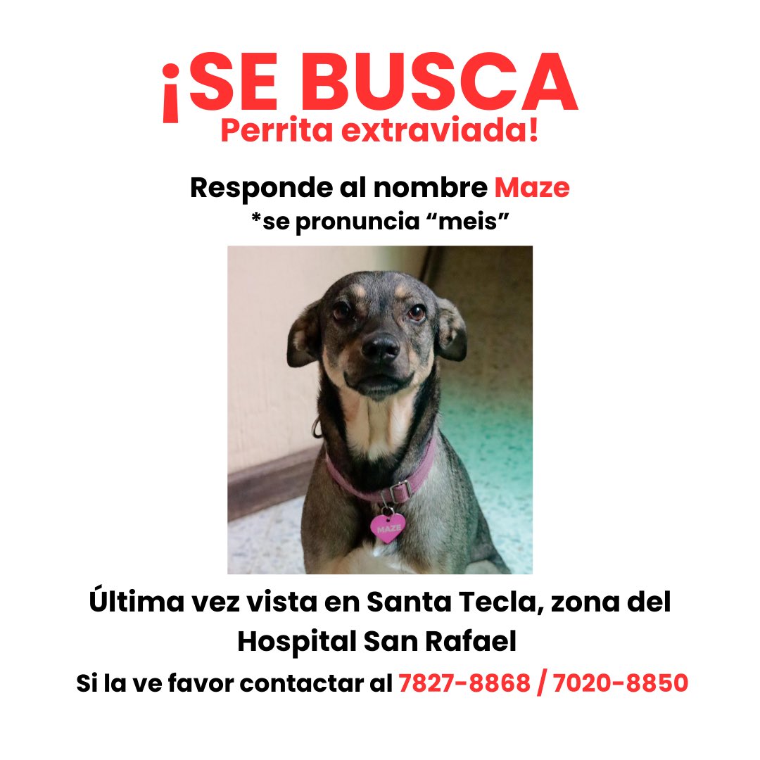 raehpollita's tweet photo. ¡SE BUSCA A MAZE!
Ayúdenme a compartir pls :c

Mazey, volvé, te voy a dejar dormir en mi cama y te voy a prestar la almohada 😔 https://t.co/QdUiAvoIss