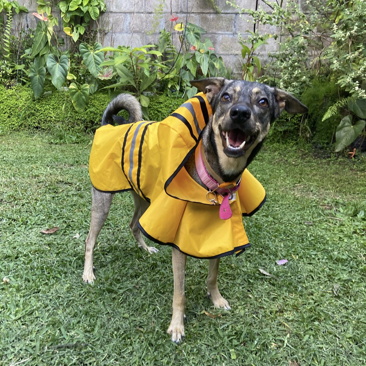 raehpollita's tweet photo. ¡SE BUSCA A MAZE!
Ayúdenme a compartir pls :c

Mazey, volvé, te voy a dejar dormir en mi cama y te voy a prestar la almohada 😔 https://t.co/QdUiAvoIss
