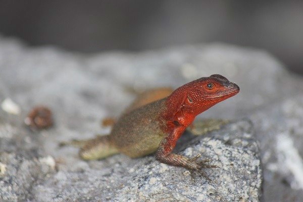 The Galapagos islands are one of the most beautiful archipelagos on the planet. Here is a detailed guide of our cruise.  Have you been there?
#Ecuador #island #cruise #Travel #vacation backpackandsnorkel.com/Galapagos/