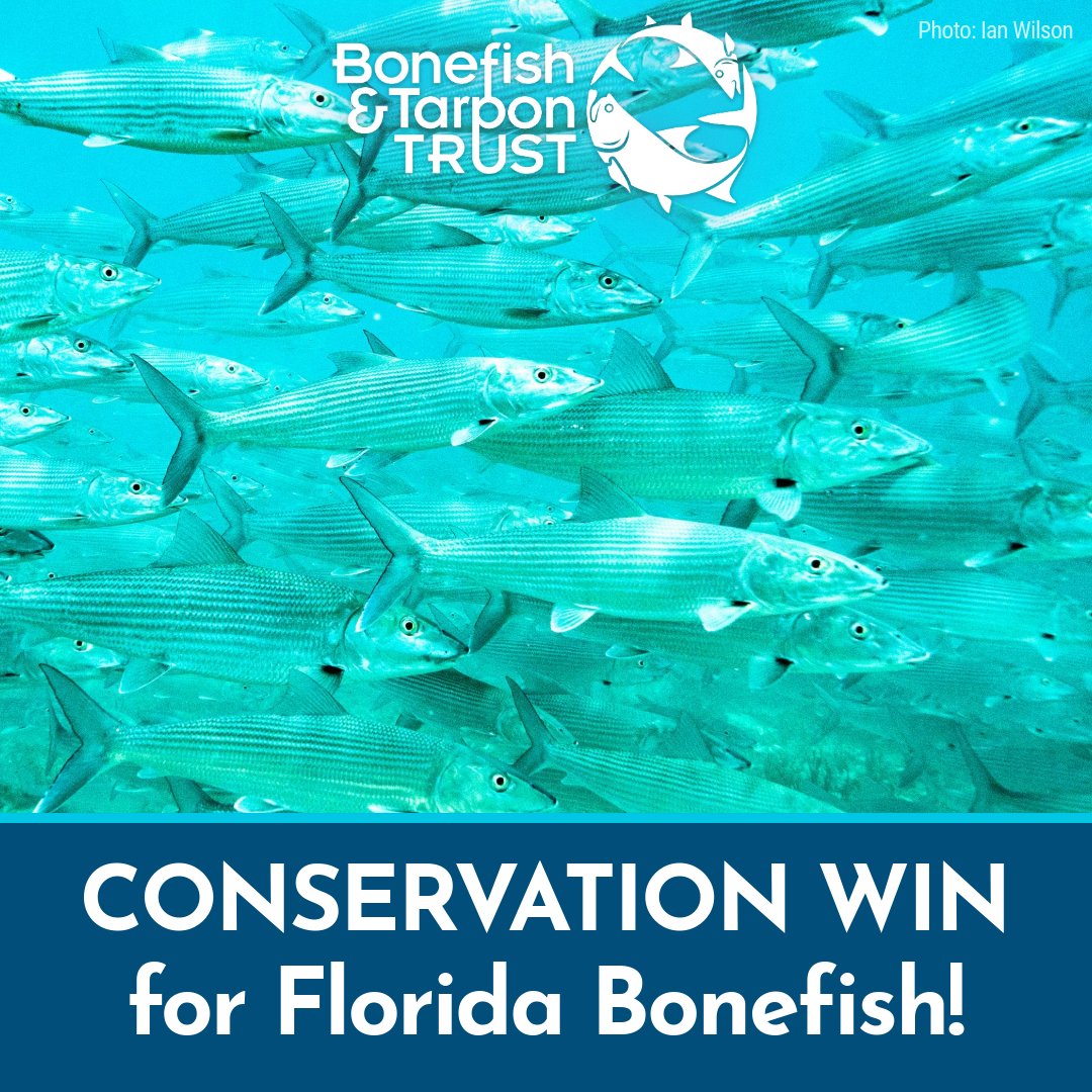 bonetarpontrust's tweet photo. Celebrating a major #conservationwin for #Florida's bonefish fishery! Today @MyFWC Commissioners voted to pass a targeted, seasonal no-fishing closure of the #bonefish spawning site discovered by BTT scientists in @BiscayneNPS! Learn more:  https://t.co/yl3zRz4Gi6 https://t.co/HfFfFhBV4R