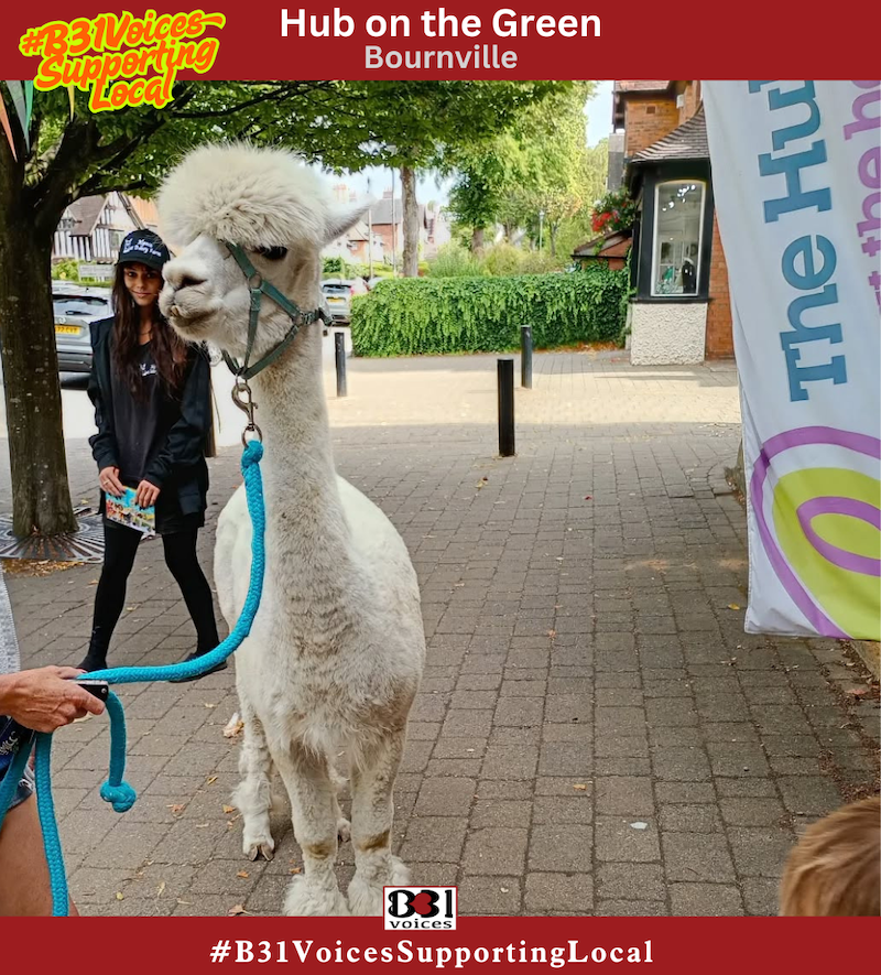 B31Voices's tweet image. #PositiveSWBrum  - #Bournville 

Hub on the Green: "We had a lovely visitor at the Hub today, Prancer from @alpacaatdaisyfarm 🦙"

 -

#B31VoicesSupportingLocal 
#Alpaca 
#Alpacas 
#HubonthGreen
#Birmingham 
#BirminghamUK 
#B31Voices #BVoices