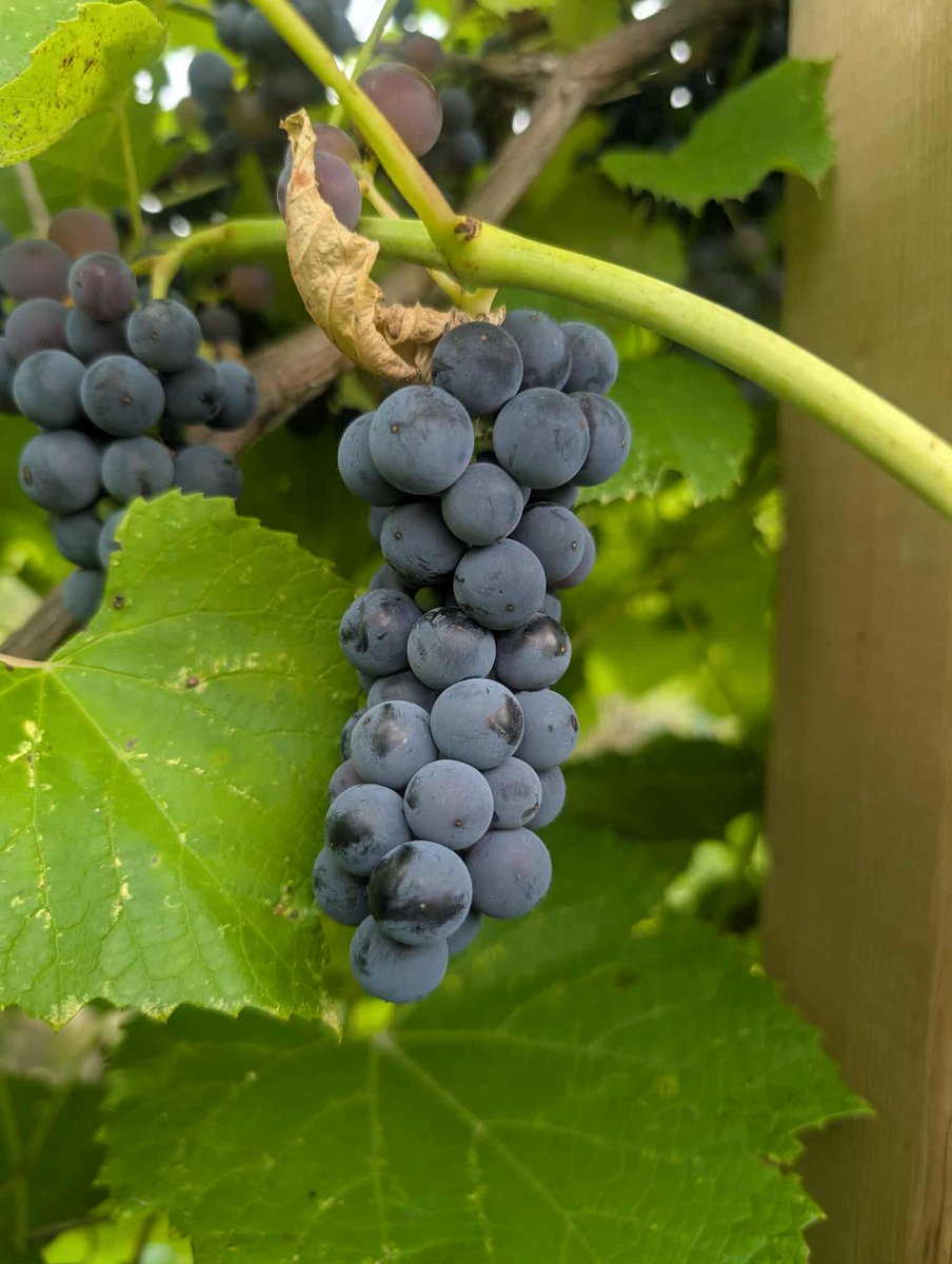 grapes getting plump