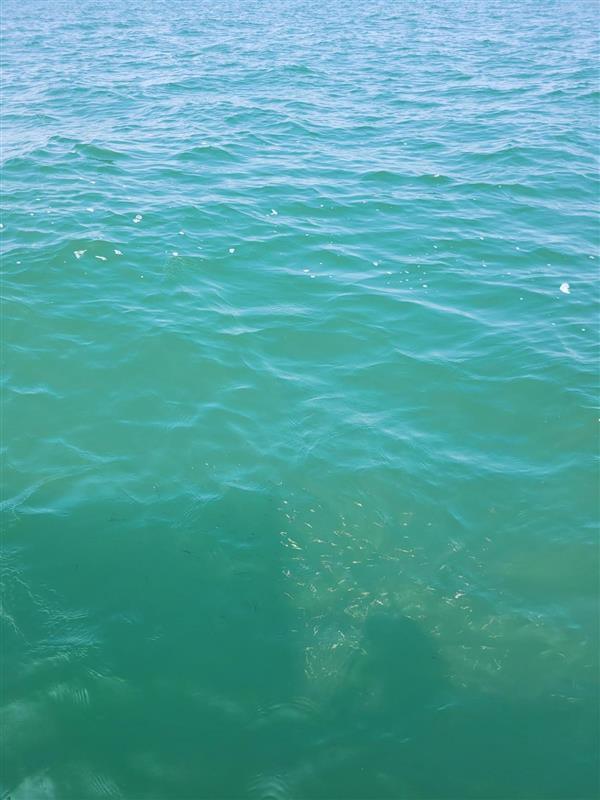 Lake Simcoe is turning turquoise!
Each August, calcium in the water precipitates out, scattering sunlight and giving the lake its vibrant, cloudy look. It's seasonal chemistry in action—keep an eye out this week (we even saw minnows swimming through it!).  #LakeSimcoe
