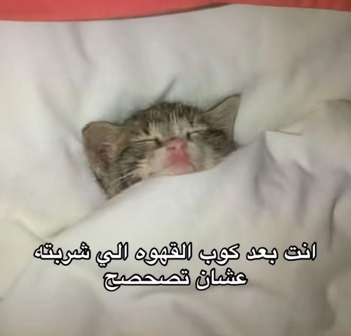 arabmemesss's tweet photo. https://t.co/6zj2Y07CUO