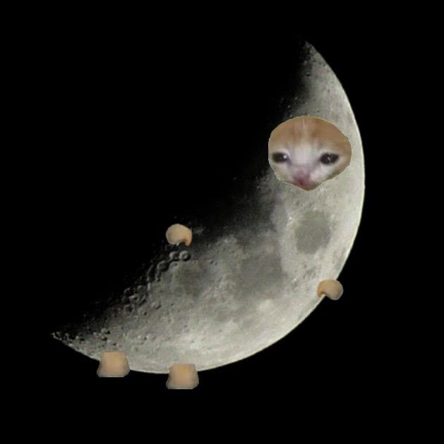 The biggest meme cat on jup is pending here $catty