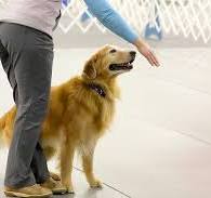 WagginTailsTnt's tweet image. 💡 Tricks &amp;amp; Tips:
Start training with the basic &quot;Touch&quot; command – it&apos;s fun, simple, and great for focus.

waggintailstreatsnthings.com

#DogTraining #TouchCommand #TrainYourDog #SmartDog #DogTips #PuppyTraining #TrickOfTheDay #DogCare #PetParentLife #ObedientPup