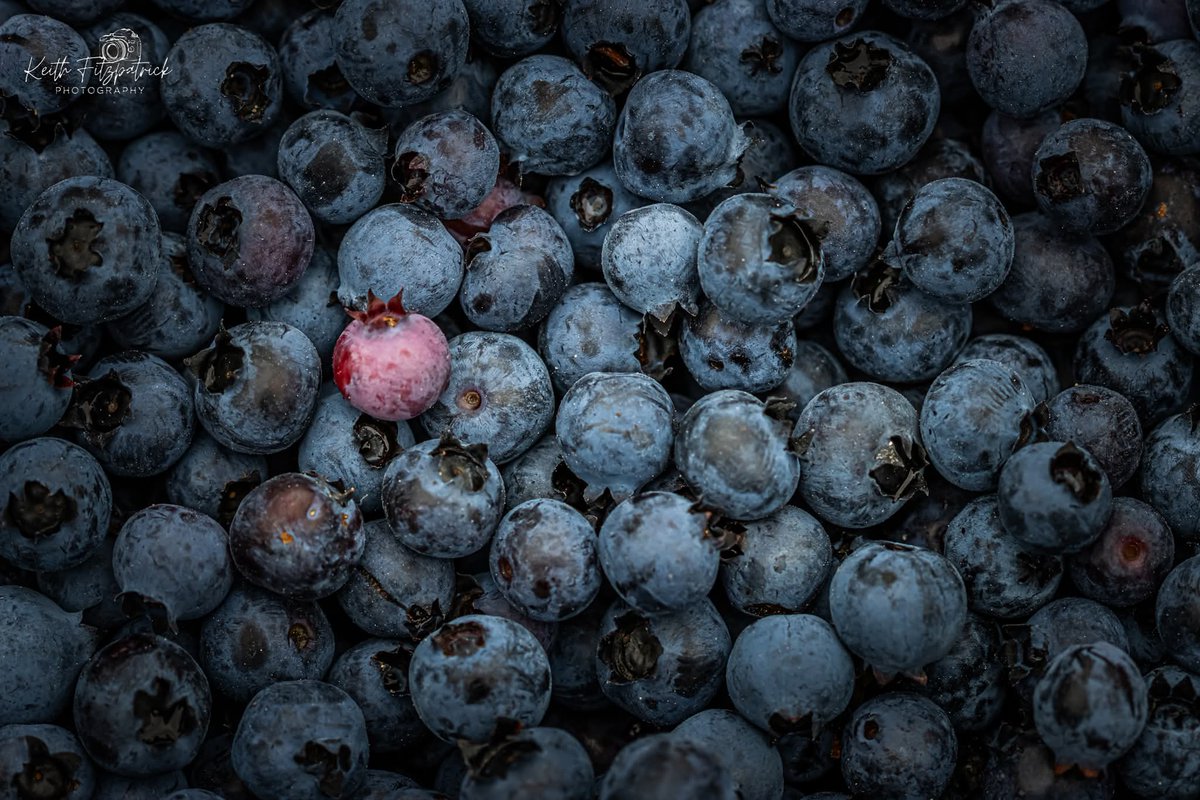 KeithFitz81's tweet photo. Aug 14th 2025 - went and picked some blueberries this morning, even dragged the Canon with me #nlwx #TheBigLand #LabradorLife #labrador #ShareYourWeather #canon #thelandofcain #labradorcity #wabush #labradorwest #wethenorth #blueberries #gathering #liveofftheland #wildberries https://t.co/8UbinmWOF1