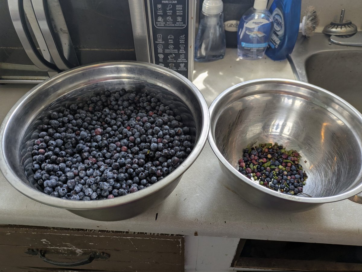 KeithFitz81's tweet photo. Aug 14th 2025 - went and picked some blueberries this morning, even dragged the Canon with me #nlwx #TheBigLand #LabradorLife #labrador #ShareYourWeather #canon #thelandofcain #labradorcity #wabush #labradorwest #wethenorth #blueberries #gathering #liveofftheland #wildberries https://t.co/8UbinmWOF1