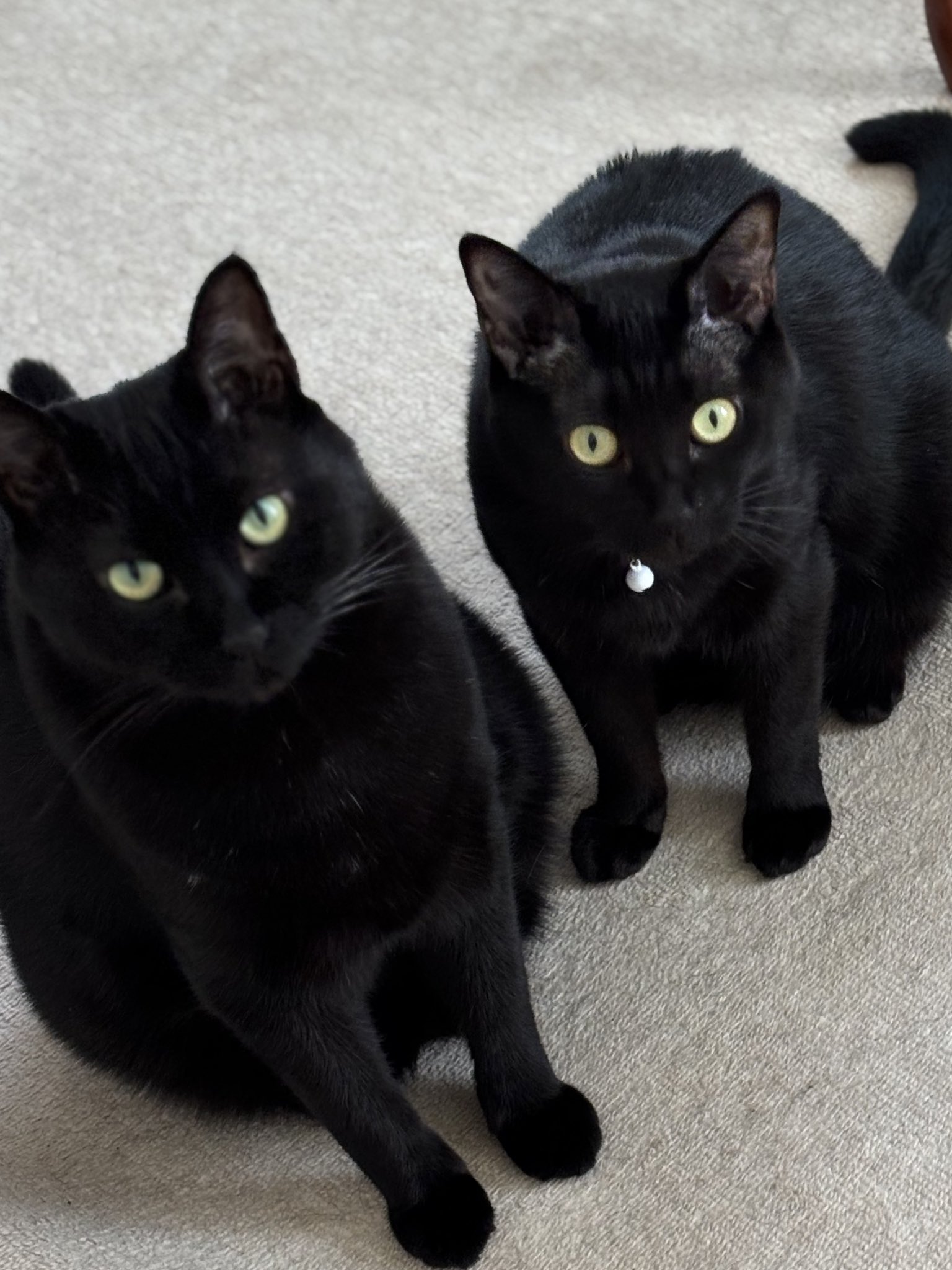Winnie 黒猫、今日の黒猫、愛猫、野鳥、寝る猫 Winnie様専用 黒猫、今日の黒猫、愛猫、野鳥、寝る猫 （四角い