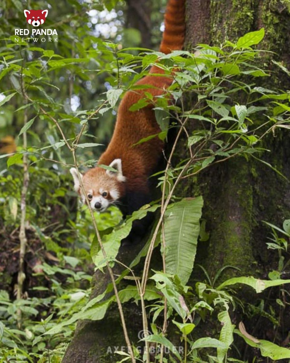 This #ThankfulThursday, we're beyond grateful for Connaître et Protéger le Panda Roux ❤🐾

CPPR has been a long-time partner of Red Panda Network, sponsoring important programs like our reforestation efforts, Stoves for Stewards campaign, and the Forest Guardians 🤝🌳

This