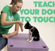 WagginTailsTnt's tweet image. 💡 Tricks &amp;amp; Tips:
Start training with the basic &quot;Touch&quot; command – it&apos;s fun, simple, and great for focus.

waggintailstreatsnthings.com

#DogTraining #TouchCommand #TrainYourDog #SmartDog #DogTips #PuppyTraining #TrickOfTheDay #DogCare #PetParentLife #ObedientPup