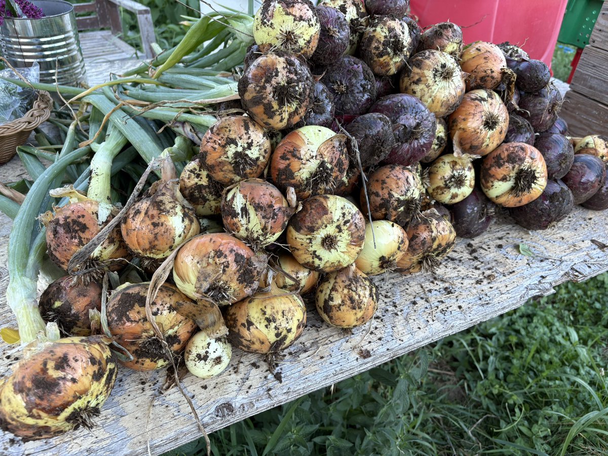 update:
-locked +572% profit and counting 
-100 onions hang drying for storage
-box of potatoes in the pantry
-row of potatoes still yet to harvest

not sure we’ll get to my projected 10x, 
but very pleased with the trade so far 

🧅-‘