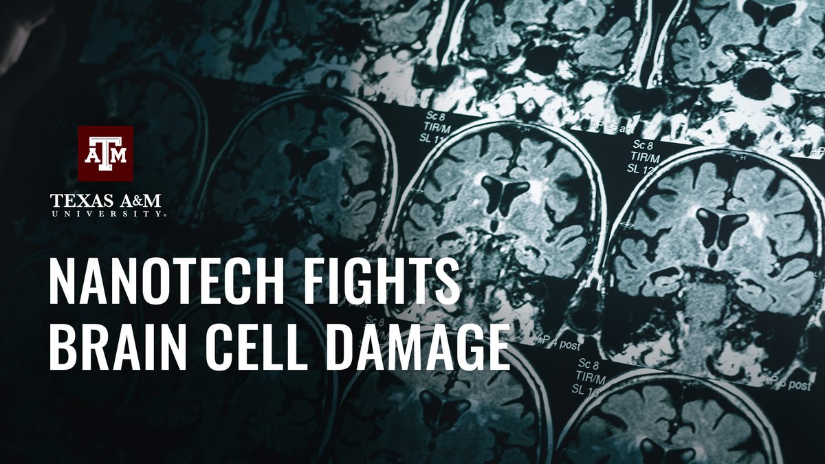 TAMU's tweet image. A tiny breakthrough with massive potential.

At Texas A&amp;amp;M, researchers have discovered that “nanoflowers” — microscopic, flower-shaped particles — can help heal and protect brain cells, offering new hope for treating Alzheimer’s, Parkinson’s and more.

This discovery could…