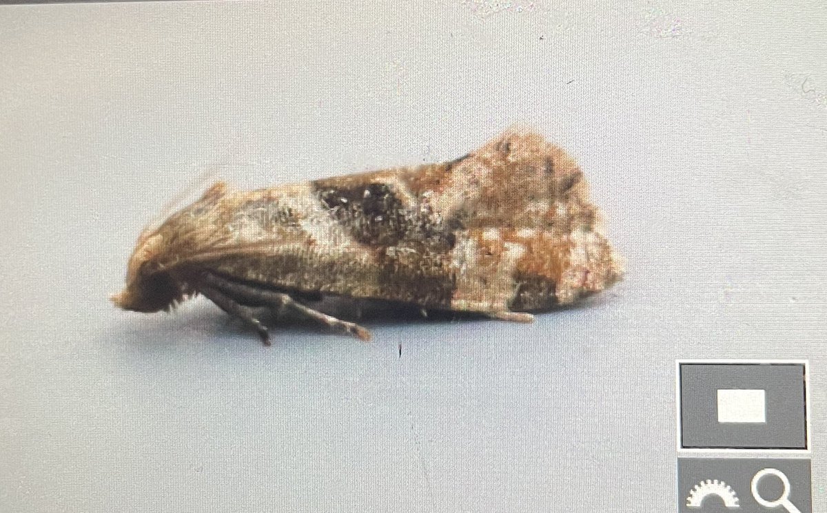 JLowenWildlife's tweet photo. Migrant moths dribbling on near Creech St Michael but the highlight were two of these wee tortrixes, which I think look good candidates for the rare Gynnidomorpha alismana (grade 4…). @GMotcombe @MothsSomerset @ClevedonMoths Off to search the River Tone for water-plantain… https://t.co/iVu7j2JhGu