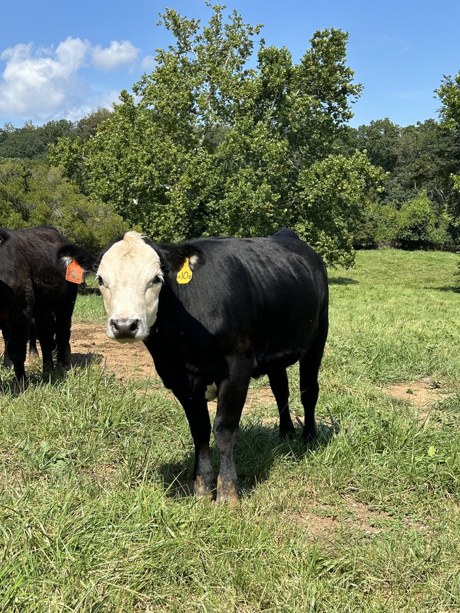 10 month old heifer out of a heifer I bought from <a href="/coleman_peanut/">Peanut Coleman</a> in 2022