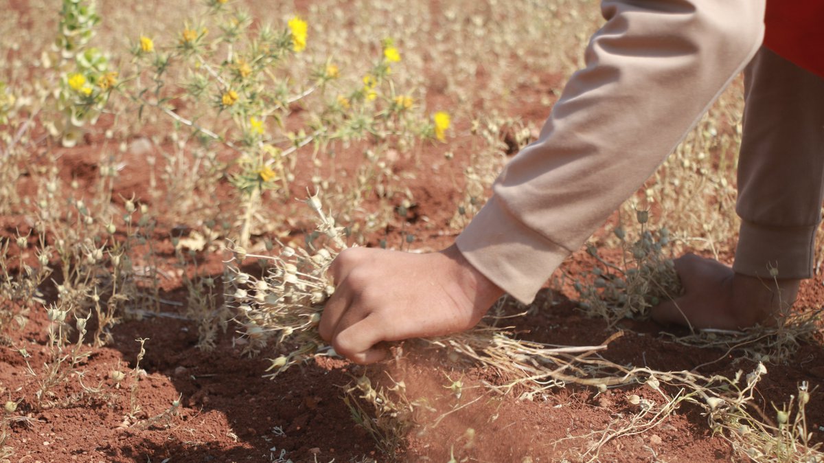 From planting to harvest, the farmers of Duwaibq show that blessings come from determination.

Black seed and wheat now fill the fields. We are proud to support them every step of the way. 🌿💚

mwlimits.org/our-programs/e…

#MWLimits #MercyWithoutLimits #BlackSeedHarvest