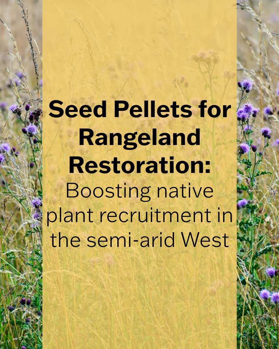 MSU_Extension's tweet image. Learn about research on using seed pellets for restoring rangeland infested by invasive plants:
montana.edu/extension/inva…
