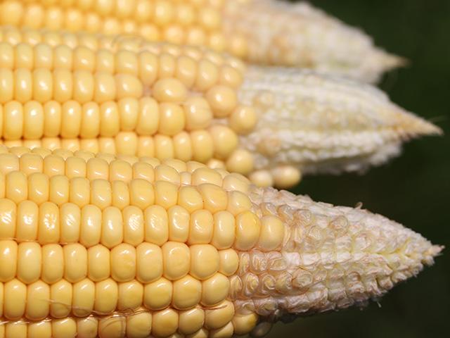 DTN/Progressive Farmer tweet media