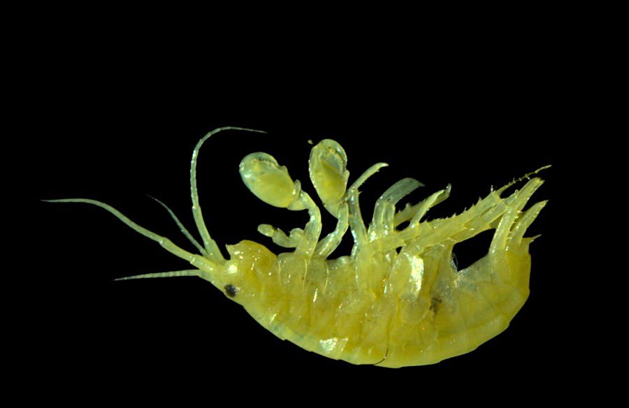 Carlos Lasso tweet media