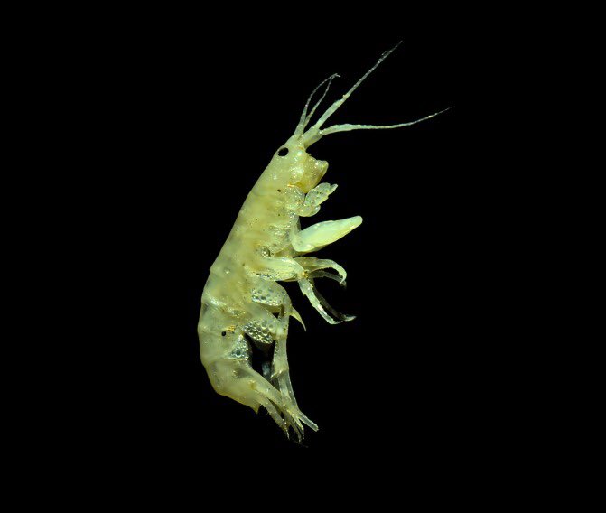 Carlos Lasso tweet media