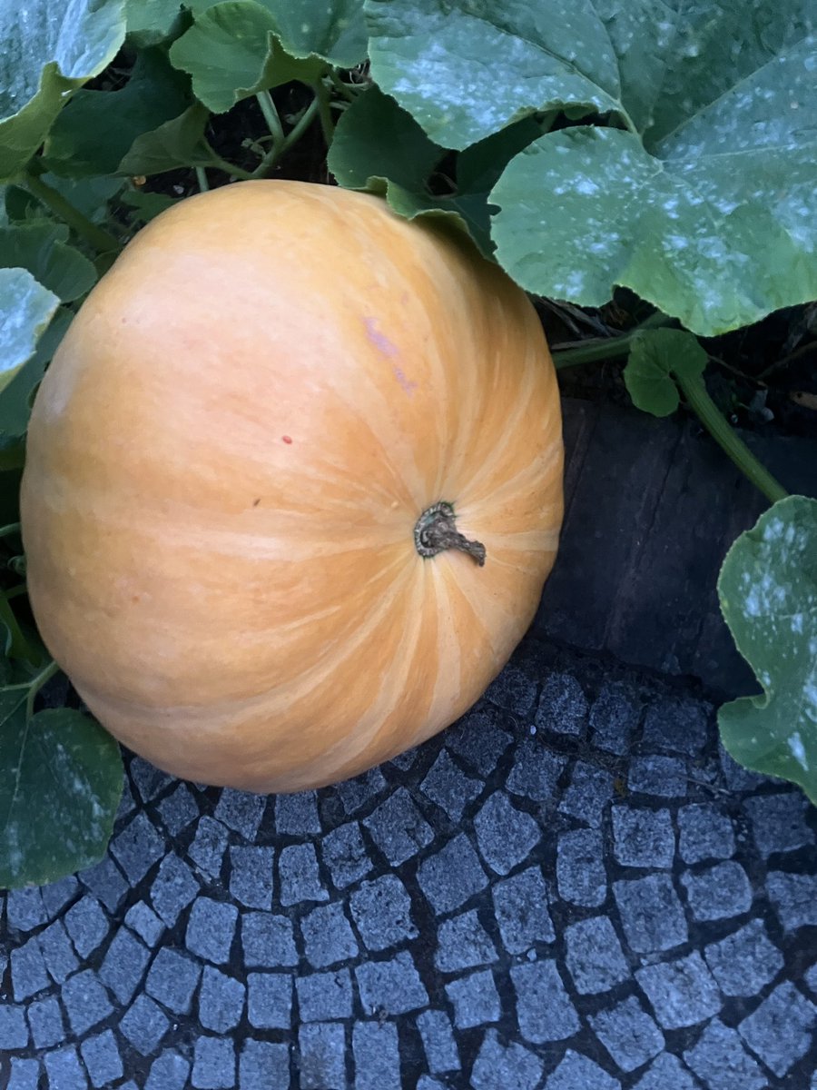 #Halloween  #pompoen