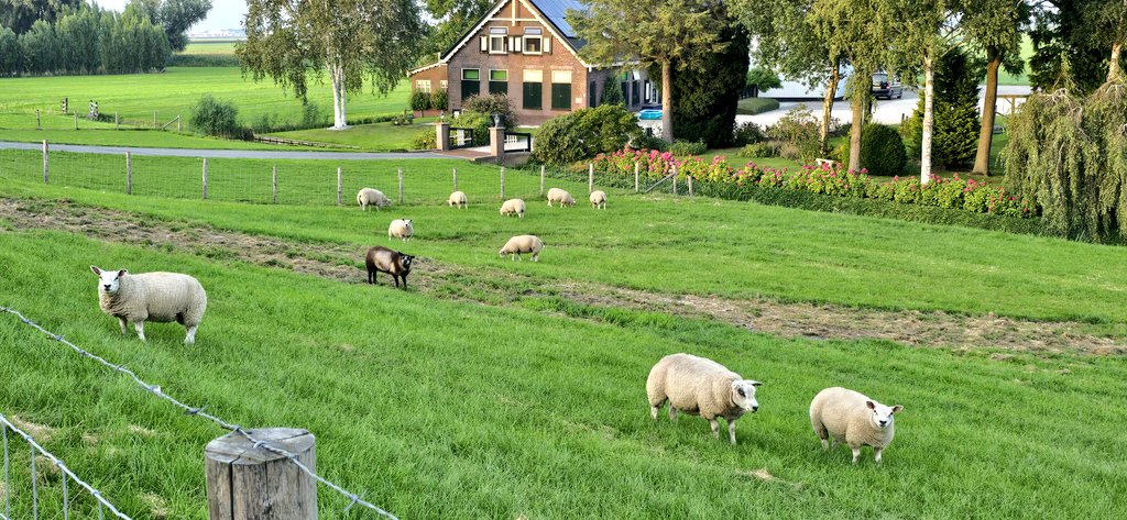 Martin1960's tweet photo. Avondrondje Aarland, 24 km π΄ββοΈππ https://t.co/Kv6Zsvfp5u #AlphenAanDenRijn #Aarlanderveen #Korteraar #Papenveer #TerAar #Alphen. https://t.co/cKgD1Kvixz