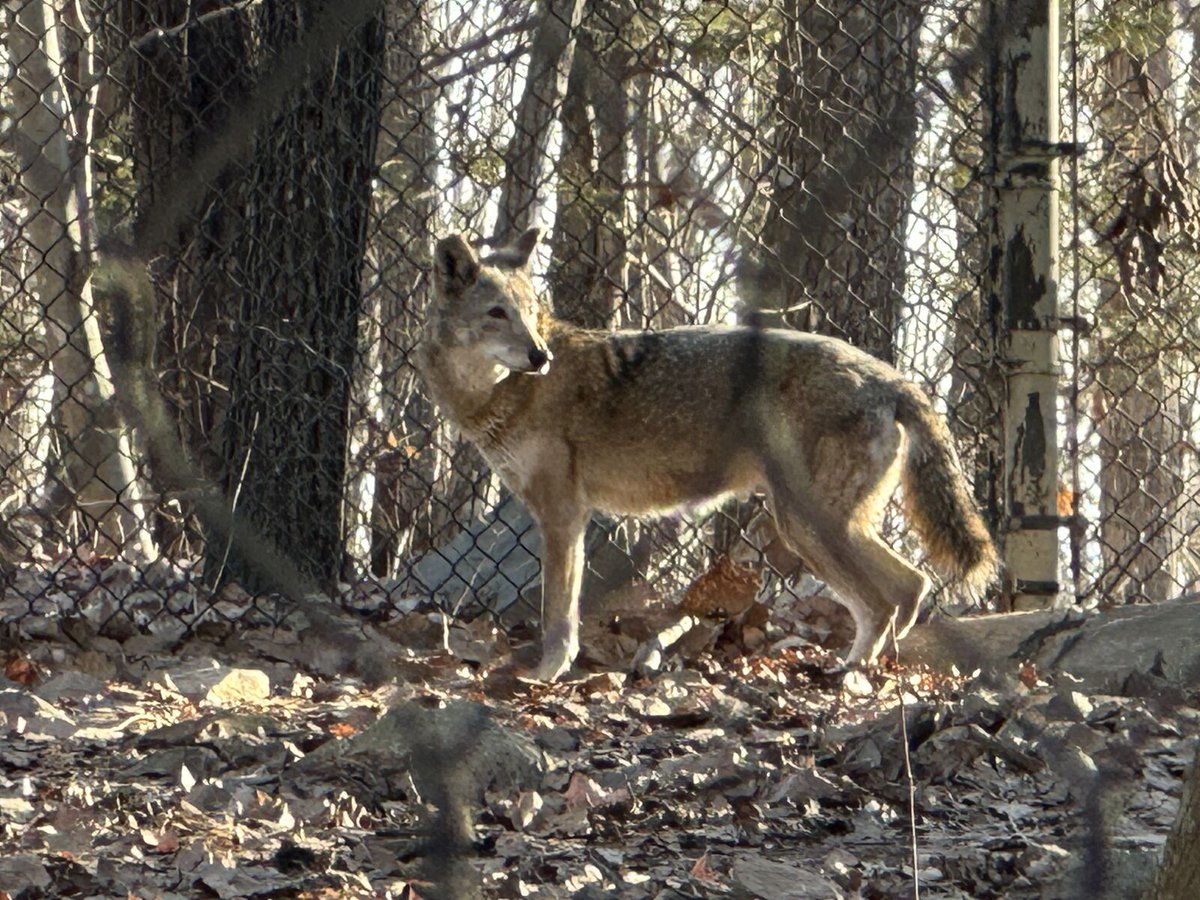 lighthawk_org's tweet image. 🐺 We couldn’t let #InternationalWolfDay pass without celebrating one of nature’s most iconic species. 

LightHawk has flown gray, Mexican &amp;amp; red wolves for recovery efforts across North America —because when wolves thrive, nature does too.
#WolfRecovery #ConservationInFlight