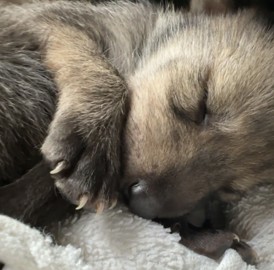 lighthawk_org's tweet image. 🐺 We couldn’t let #InternationalWolfDay pass without celebrating one of nature’s most iconic species. 

LightHawk has flown gray, Mexican &amp;amp; red wolves for recovery efforts across North America —because when wolves thrive, nature does too.
#WolfRecovery #ConservationInFlight