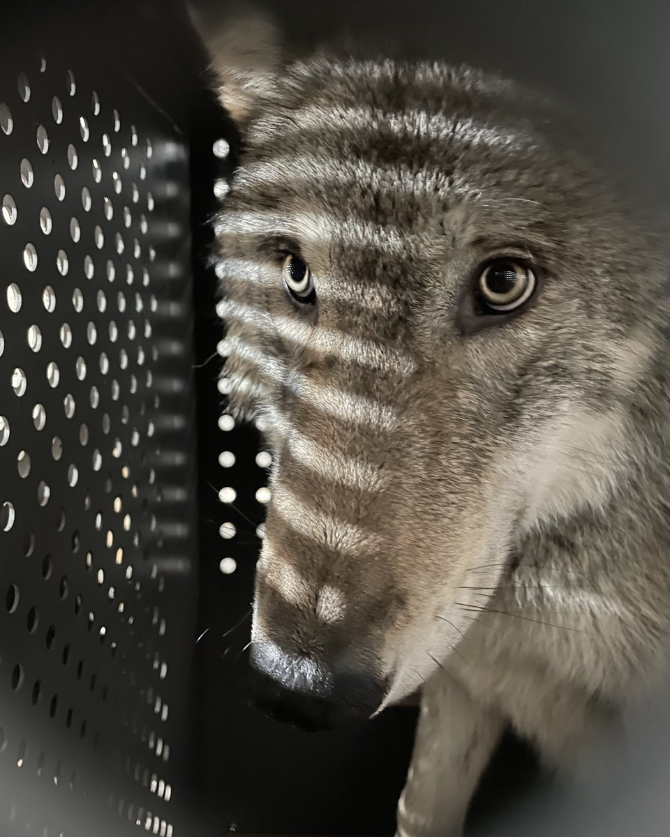 lighthawk_org's tweet image. 🐺 We couldn’t let #InternationalWolfDay pass without celebrating one of nature’s most iconic species. 

LightHawk has flown gray, Mexican &amp;amp; red wolves for recovery efforts across North America —because when wolves thrive, nature does too.
#WolfRecovery #ConservationInFlight