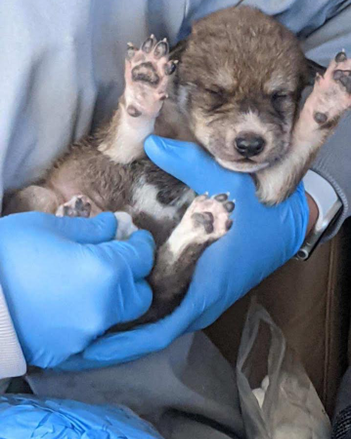 lighthawk_org's tweet image. 🐺 We couldn’t let #InternationalWolfDay pass without celebrating one of nature’s most iconic species. 

LightHawk has flown gray, Mexican &amp;amp; red wolves for recovery efforts across North America —because when wolves thrive, nature does too.
#WolfRecovery #ConservationInFlight