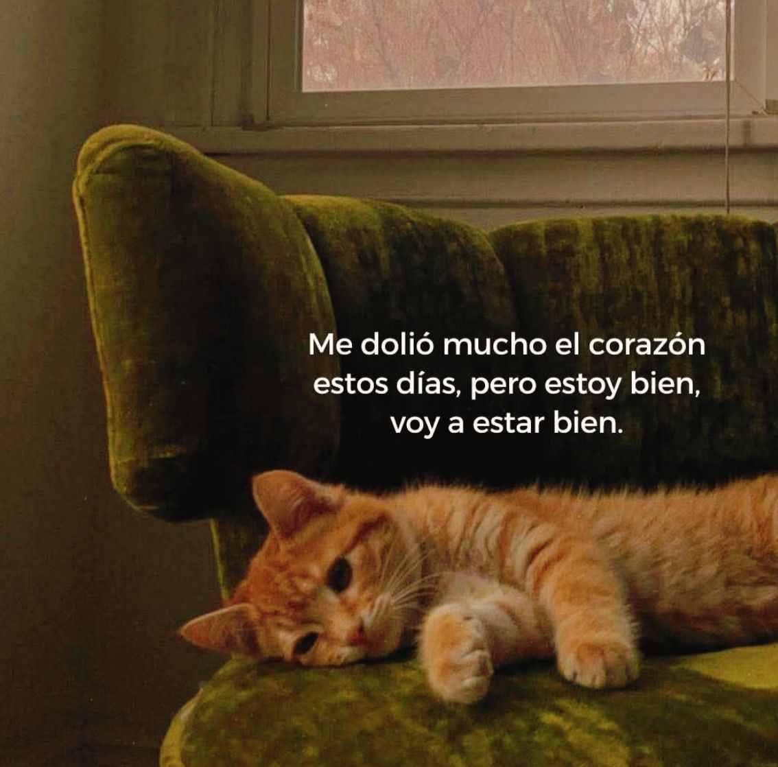 vibesfyp's tweet image. 