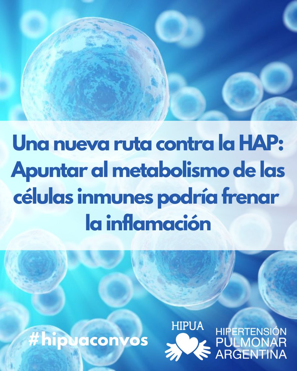 HIPUA (@hipua) on Twitter photo ¿Una nueva forma de tratar la HAP? Un estudio sugiere que el metabolismo de las células inmunes podría ser clave para frenar la inflamación en personas con #HipertensiónPulmonar. 
Leé la nota completa:
hipertensionpulmonarargentina.org.ar/una-nueva-ruta…
#InvestigaciónHP #SoloSeTrataDeRespirar #HipuAConVos ¿Una nueva forma de tratar la HAP? Un estudio sugiere que el metabolismo de las células inmunes podría ser clave para frenar la inflamación en personas con #HipertensiónPulmonar. 
Leé la nota completa:
hipertensionpulmonarargentina.org.ar/una-nueva-ruta…
#InvestigaciónHP #SoloSeTrataDeRespirar #HipuAConVos