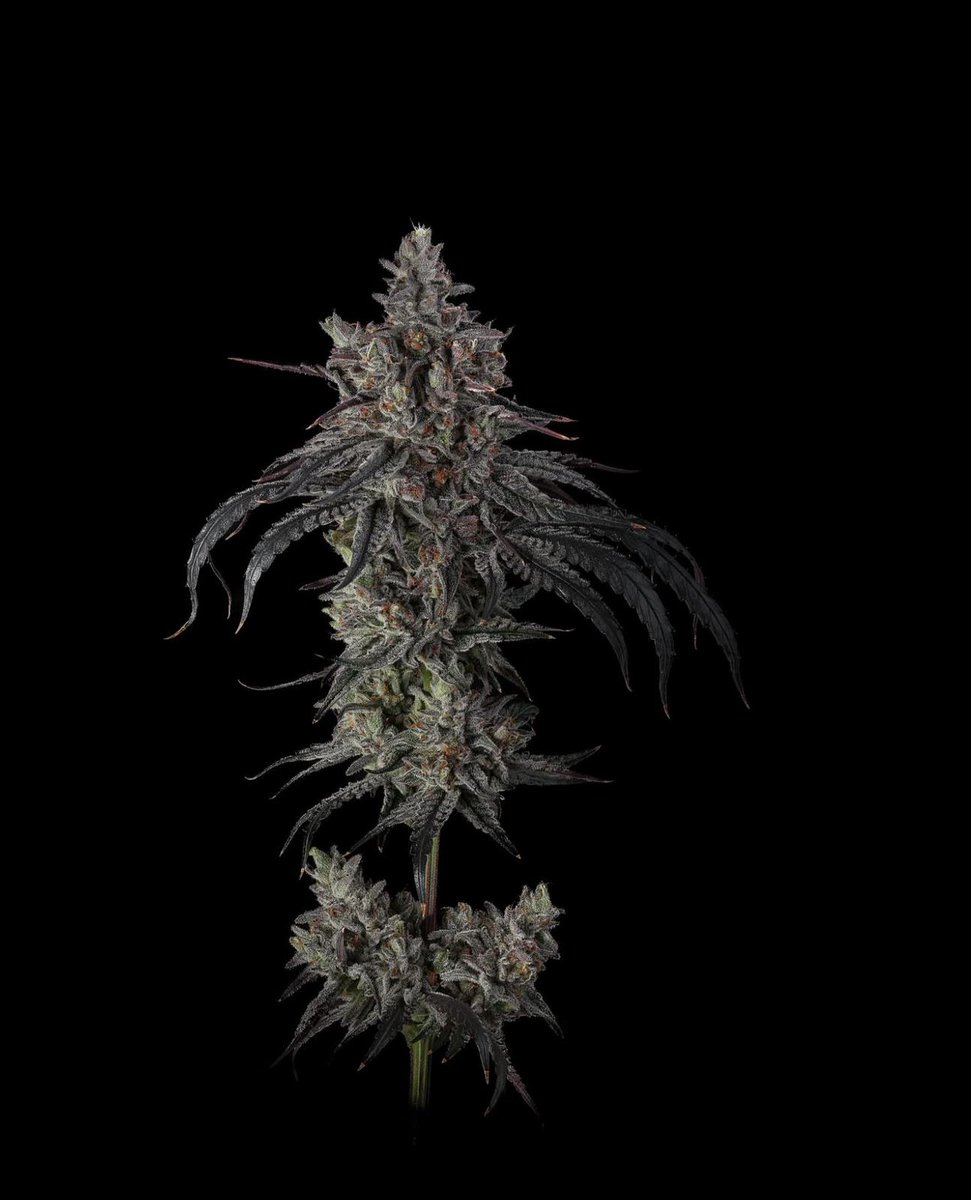 ZODA BX1 coming Friday 8/15. Most lean on a vanilla grape z vibe with a few heavy pineapple Pina colada phenos to be found. 
umamiseedcompany.com