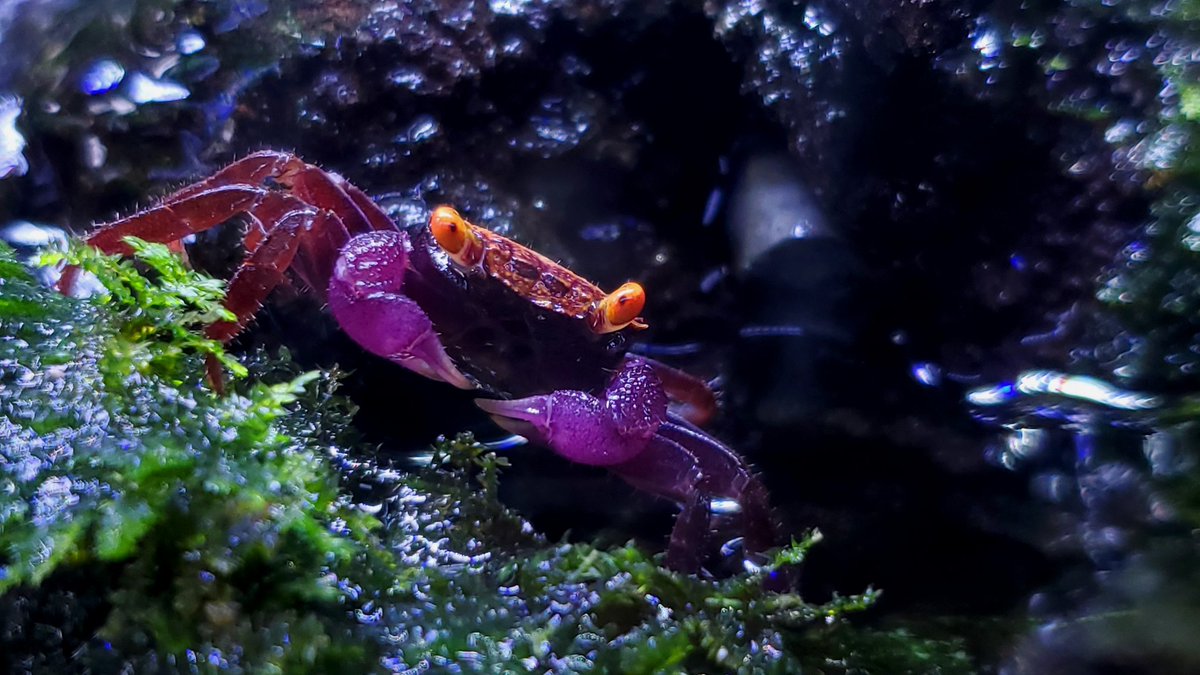 FishDad94's tweet photo. @Dexerto Crabs are cool, here's one of my purple vampire crabs. They're really vibrant as they mature and are in good lighting https://t.co/NSaKmviCXj
