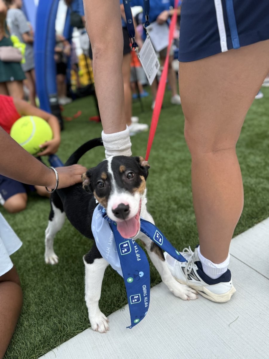 SPCACincinnati's tweet photo. #PupsAndPlayers is a grand slam! The crowd has shown up for these deserving companion animals, as they are currently being doted upon and considered for adoption. SPCA thx @FifthThird for its generosity and partnership at this year’s @CincyTennis. #CincinnatiHumane #exploremore https://t.co/sRotWzhdag