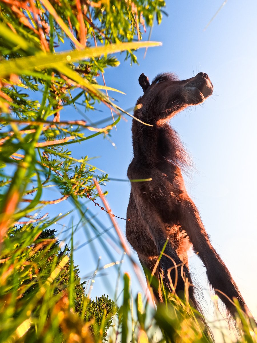 GoPro's tweet image. Photo of the Day: Horsin&apos; around 🐴 Stanislas Helbig left his #GoProHERO13 Black in the long grass to capture a wild Camargue horse—mission accomplished, $100 GoPro Award secured.

#ProTip: Every frame of 5.3K video on HERO13 Black is also a 24.7MP photo—useful for situations…