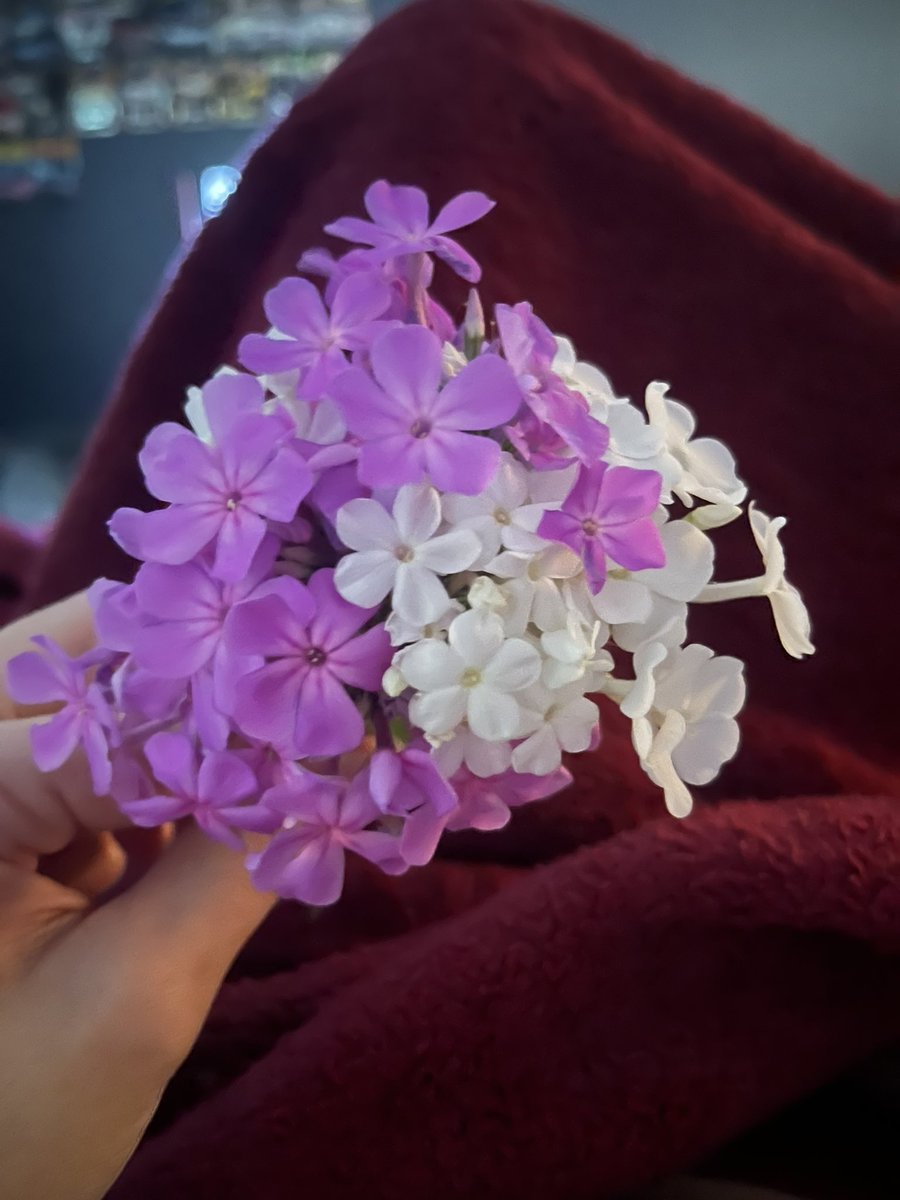 xxxgxthkitty888's tweet photo. everyone look at the flowers my fiance picked for me https://t.co/WIhXz207xI