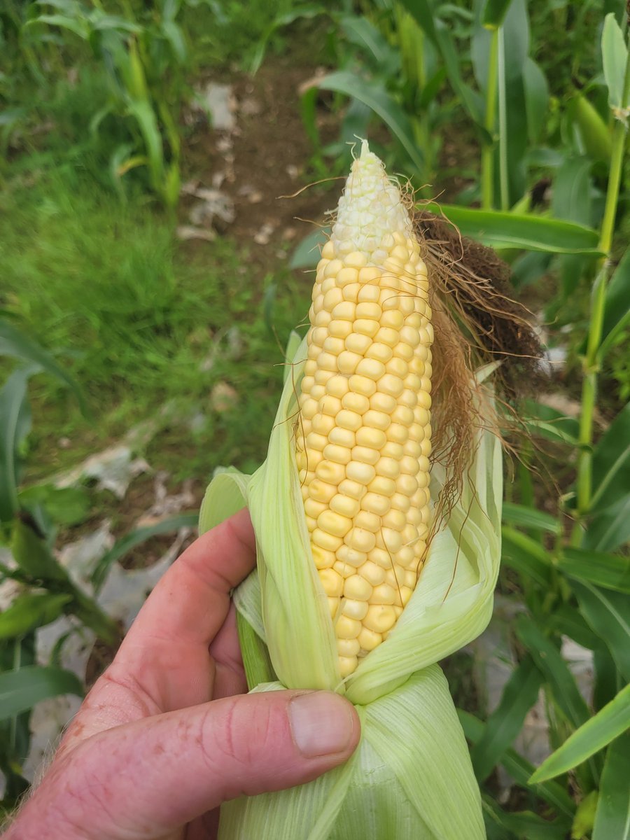 Not a nad aul attempt at growing 🌽🌞

#thursdayvibes #maize